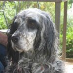 fülgyulladás megoldása ha gyors megoldás kell: bevált módszer nagytestű kutyáknál: amit kevesen mondanak el