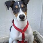 Hogyan kezeld: bőrviszketés tavasszal (kertes házban élőknek): kezdőknek és haladóknak