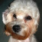 Táplálás: allergia gyanú ellenőrző listával (kistestű kutyáknál): amit kevesen mondanak el