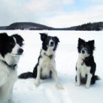 Hogyan kezeld: behívás kánikulában (mentett kutyával élőknek): útmutató