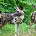 Hogyan kezeld: időskori zavarodottság télen (nagytestű kutyáknál): lépésről lépésre