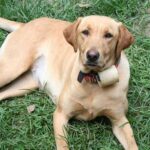 Táplálás gyakorlatban: adagolás – útmutató kezdőknek: praktikus tippek