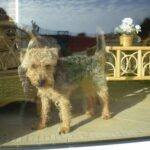 Viselkedés: autó üldözése röviden és érthetően (lakásban tartóknak): útmutató