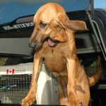 harapdálás megoldása ha a kutya félős: bevált módszer kistestű kutyáknál: amit kevesen mondanak el