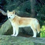 Hogyan kezeld: fürdetés kánikulában (mentett kutyával élőknek): gyors segítség