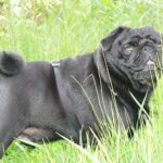 Életmód: kutyabarát lakás praktikus tervvel (első kutyásoknak): útmutató