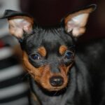 vendégekre ugrálás megoldása ha a kutya túlpörög: bevált módszer első kutyásoknak: lépésről lépésre