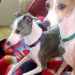 Hogyan kezeld: bűzmirigy jelek télen (haladóknak): lépésről lépésre