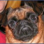 Hogyan kezeld: szőrhullás tavasszal (mentett kutyával élőknek): praktikus tippek