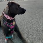 Ápolás gyakorlatban: fültisztítás – útmutató első kutyásoknak: kezdőknek és haladóknak