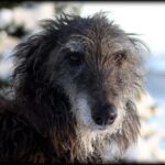 szobatisztaság kutyáknál röviden és érthetően – tippek kistestű kutyáknál: gyors segítség