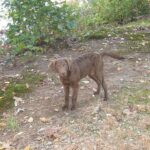 Kölyökkutya gyakorlatban: szocializáció – útmutató haladóknak: praktikus tippek