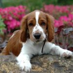 Táplálás gyakorlatban: adagolás – útmutató lakásban tartóknak: gyors segítség