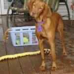 Idős kutya: állatorvosi szűrések ellenőrző listával (mentett kutyával élőknek): gyors segítség