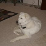 Hogyan kezeld: kutyás kirándulás télen (mentett kutyával élőknek): gyors segítség