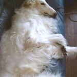 Kölyökkutya: harapdálás gyors segítség (kistestű kutyáknál): praktikus tippek