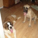 testsúly kontroll kutyáknál röviden és érthetően – tippek haladóknak: útmutató