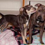 adagolás kutyáknál valódi példákkal – tippek kistestű kutyáknál: amit kevesen mondanak el