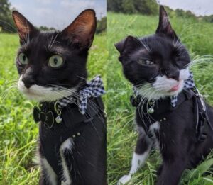 14-vicces-allatfoto-ami-garantaltan-mosolyt-csal-az-arcodra-bcb15780