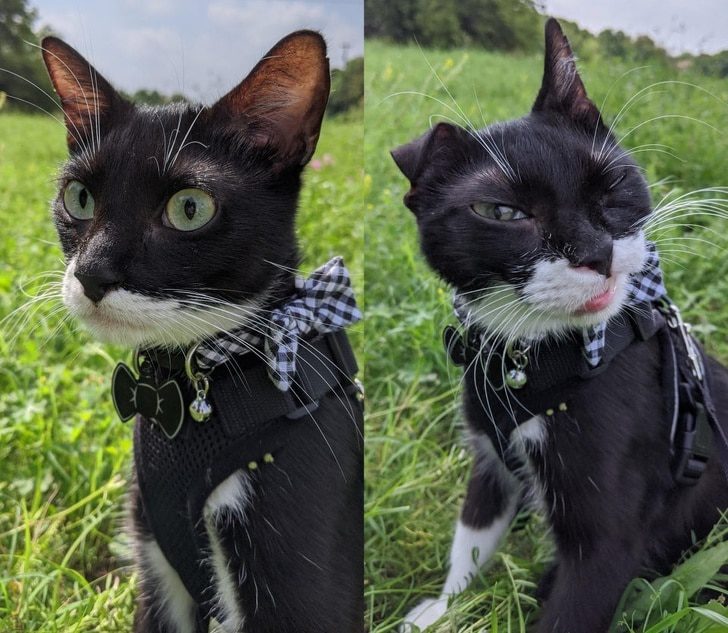 14-vicces-allatfoto-ami-garantaltan-mosolyt-csal-az-arcodra-bcb15780