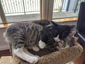 17-boldog-allat-aki-uj-csaladra-talalt-065f8bda