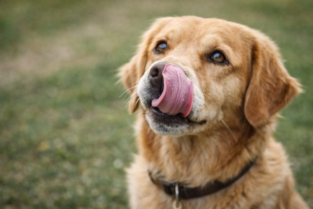 Ugat, fut, nyüszít álmában a kutyád? Ez az 5 tudományos tény egészen más megvilágításba helyezi 2 Aranybarna kutya orra nyalogatasa 1