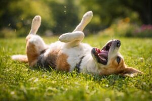 Boldog-kutya-a-fuben-1024x683-1