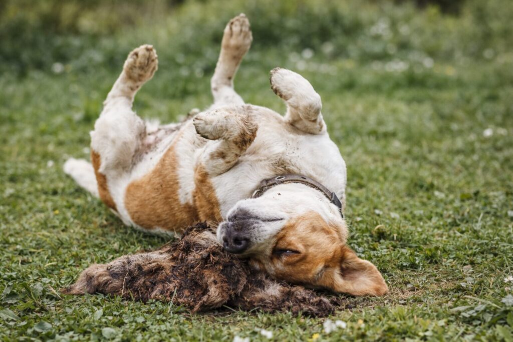 Ezért hempereg a kutyád a legbüdösebb dolgokban – 6 ősi ösztön dolgozik benne ma is 6 Kutyus a fuben figyelmetlenul