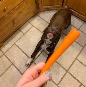 a-haziallatok-furcsasagai-18-mokas-kep-ami-ravilagit-a-gazdi-eletre-39617275