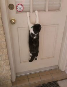 a-haziallattartas-mokas-pillanatai-19-kep-ami-mindent-elmond-roluk-a2e7dd38