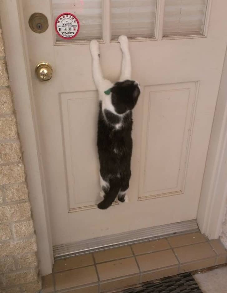 a-haziallattartas-mokas-pillanatai-19-kep-ami-mindent-elmond-roluk-a2e7dd38