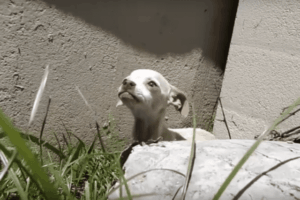 a-kis-csivava-akit-kidobtak-es-a-megmentes-tortenete-cd2ce061