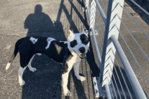 a-kutyus-orome-igy-reagal-cow-amikor-ujra-talalkozik-csaladjaval-9eaa1ad1