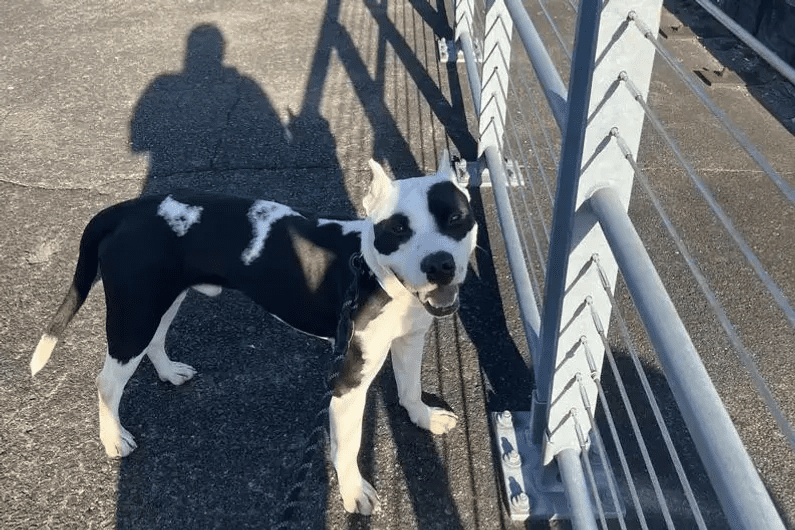 a-kutyus-orome-igy-reagal-cow-amikor-ujra-talalkozik-csaladjaval-9eaa1ad1