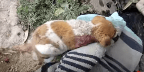 a-lefolyoban-talalt-kis-kutya-hosies-megmentese-87ca54f4