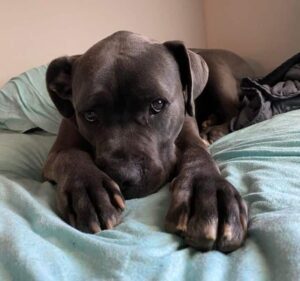 a-legcukibb-kutyusok-20-kis-kedvenc-akinek-a-nezese-elolvasztja-a-sziveket-822fdad3