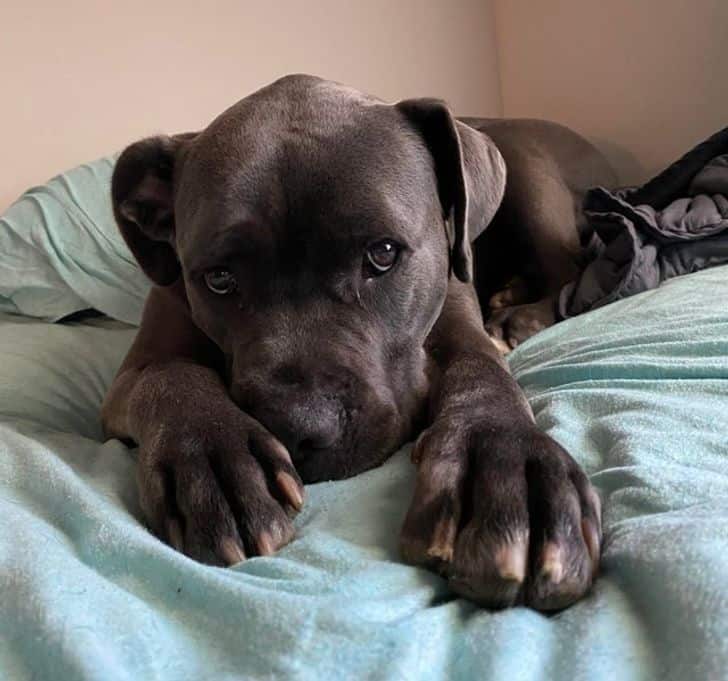 a-legcukibb-kutyusok-20-kis-kedvenc-akinek-a-nezese-elolvasztja-a-sziveket-822fdad3