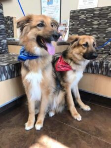 a-nemet-juhaszok-kulonleges-koteleke-adonis-es-apollo-tortenete-f93e84c5