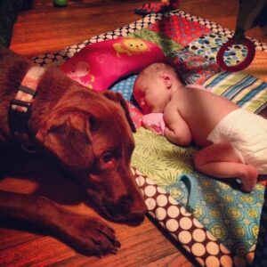 a-szeretet-hatarai-14-haziallat-akiknek-a-gazdajuk-iranti-ragaszkodasa-felulmulja-a-penzt-43a8b95d