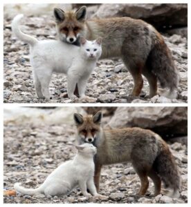 allati-baratsagok-17-aranyos-pillanat-amikor-az-allatok-baratkoztak-e12b4b45