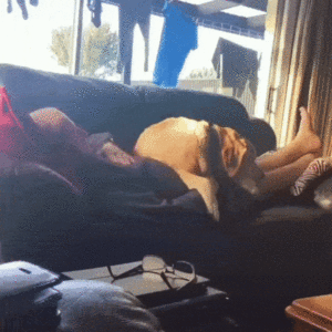 allati-baratsagok-20-pelda-ami-megmelengeti-a-szivet-8ae58492