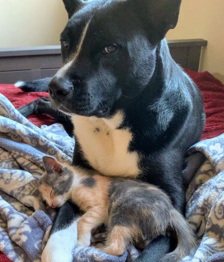 allati-szeretet-9-foto-ami-megmutatja-milyen-gondoskodoak-az-allatok-436e8326