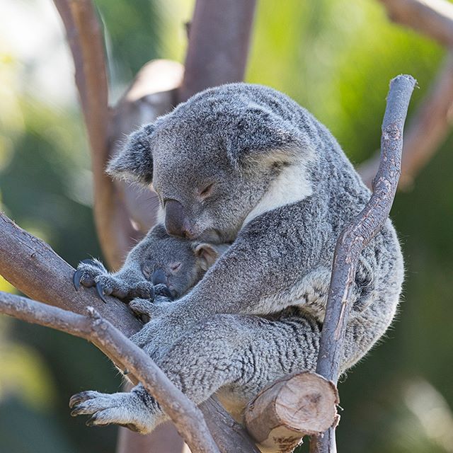 allati-szeretet-a-gondoskodas-csodaja-c09fcf6e