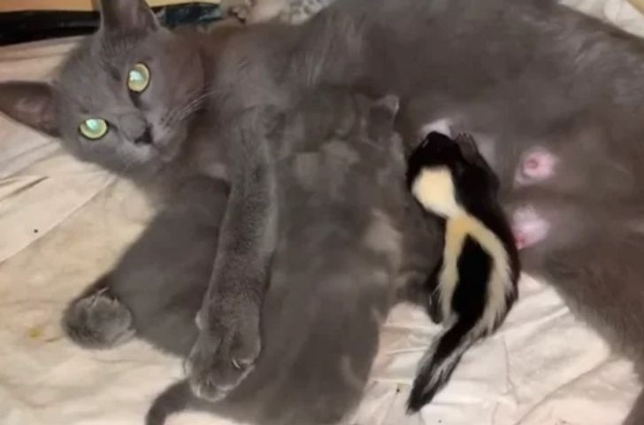 &aacute;llati szeretet