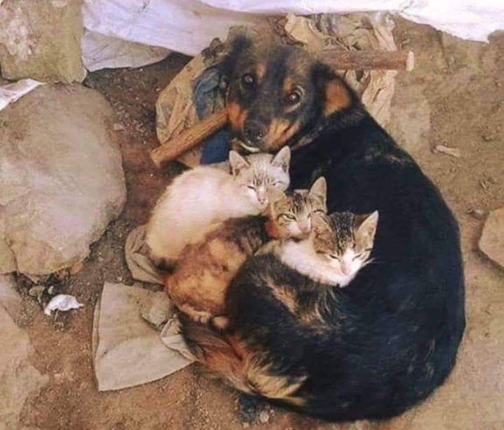 &aacute;llati szeretet