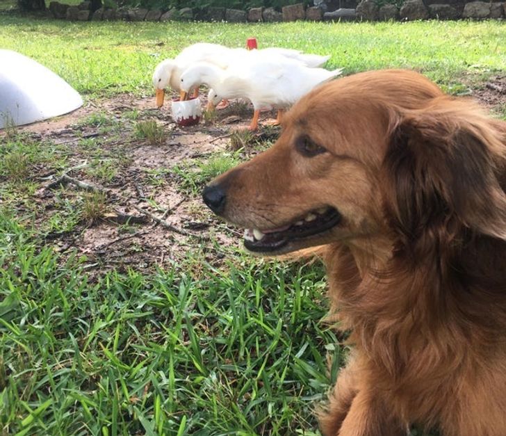 allati-szeretet-amikor-a-kedvenceink-erzelmei-tulszarnyaljak-az-emberit-d302378f