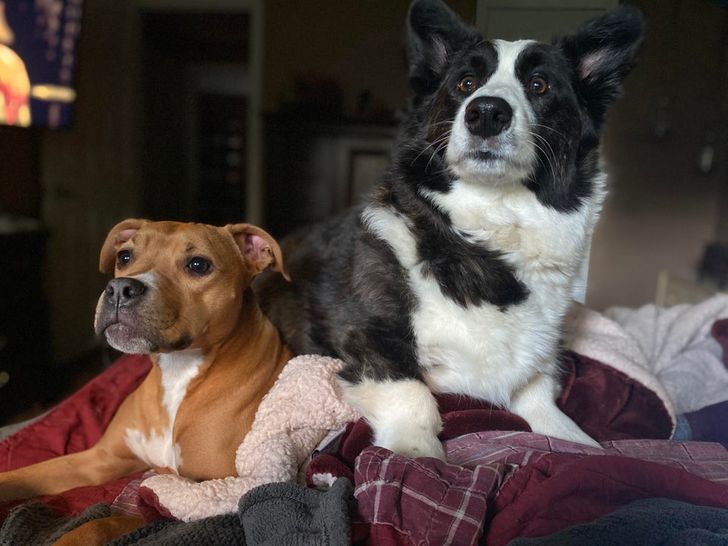 &aacute;llati szeretet