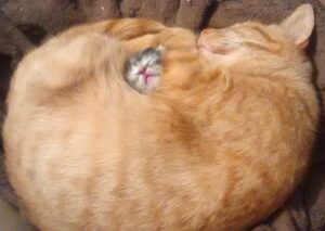 allatok-akik-mindig-mosolyt-csalnak-az-arcunkra-13cf11db