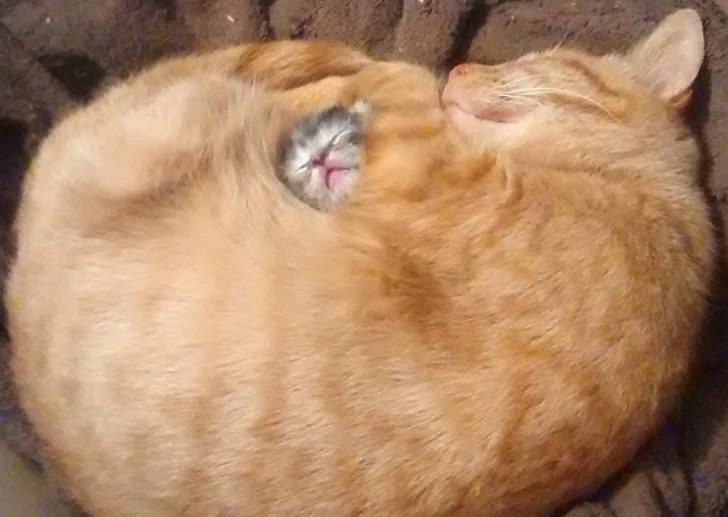 allatok-akik-mindig-mosolyt-csalnak-az-arcunkra-13cf11db