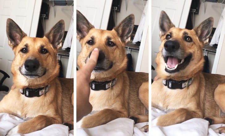 allatok-akik-mosolyt-csalnak-az-arcunkra-1736254c